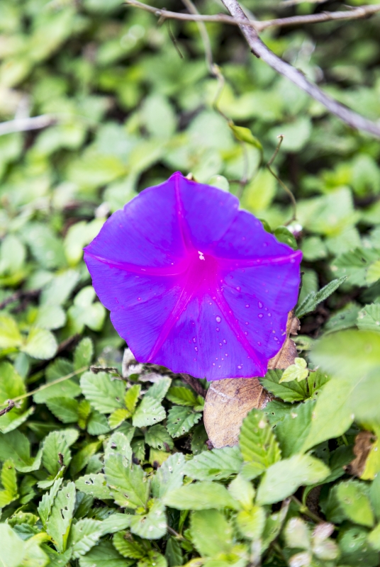 Belize Morning Glory 2023